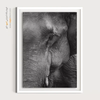 تابلو هنری پرتره حیوانات - چشمان خردمند – تابلو سیاه و سفید - اسپو دکور