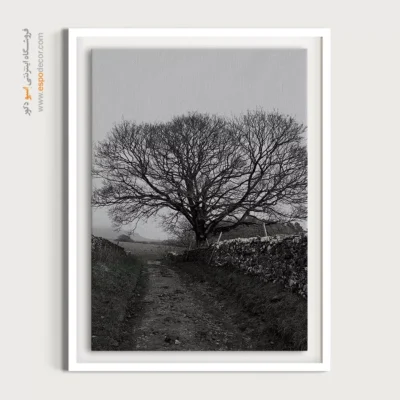 تابلو سیاه و سفید برای پذیرایی - ریشه‌ها – تابلو سیاه و سفید - اسپو دکور