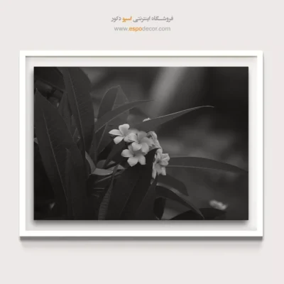 تابلو برای دکوراسیون اسپا و ریلکسیشن - شکوفایی در سایه – تابلو سیاه و سفید - اسپو دکور
