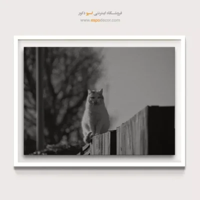 تابلو گربه سیاه و سفید - نگاهبان حصار – تابلو سیاه و سفید - اسپو دکور