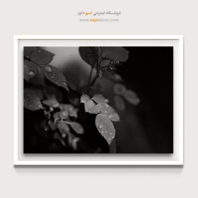 تابلو دیواری مدرن و شیک - اشکهای طبیعت – تابلو سیاه و سفید - اسپو دکور