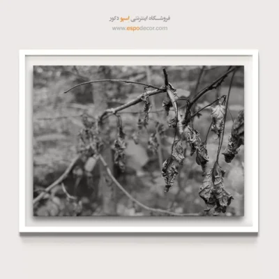 خرید تابلو بوم اتاق خواب سیاه و سفید - پایان تابستان – تابلو سیاه و سفید - اسپو دکور