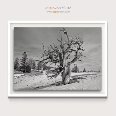 خرید تابلو بوم مینیمال هدیه - استاد استقامت – تابلو سیاه و سفید - اسپو دکور