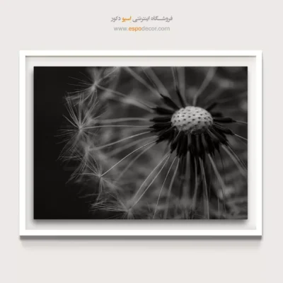 تابلو عکس سیاه و سفید طبیعت - قاصدک – تابلو سیاه و سفید - اسپو دکور