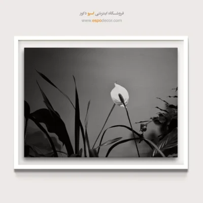 تابلو بوم سیاه و سفید زیبا - درخشش صلح – تابلو سیاه و سفید - اسپو دکور