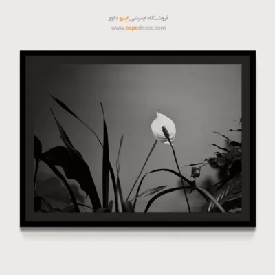 تابلو بوم سیاه و سفید زیبا - درخشش صلح – تابلو سیاه و سفید - اسپو دکور