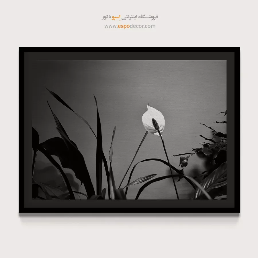 تابلو بوم سیاه و سفید زیبا - درخشش صلح – تابلو سیاه و سفید - اسپو دکور