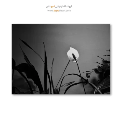 تابلو بوم سیاه و سفید زیبا - درخشش صلح – تابلو سیاه و سفید - اسپو دکور