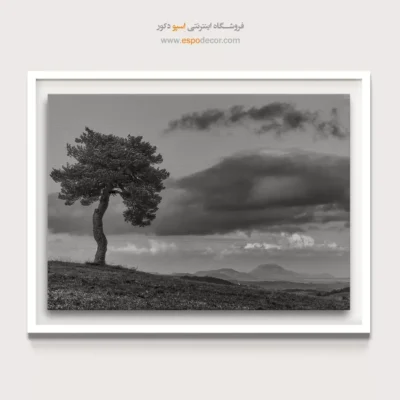 تابلو درخت تنها سیاه و سفید - نگهبان تپه – تابلو سیاه و سفید - اسپو دکور