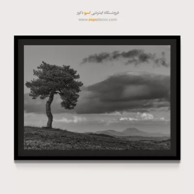 تابلو درخت تنها سیاه و سفید - نگهبان تپه – تابلو سیاه و سفید - اسپو دکور