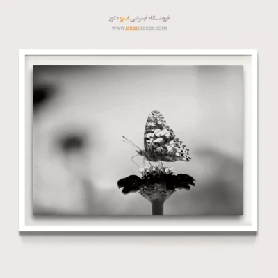 تابلو پروانه سیاه و سفید - ظرافت – تابلو سیاه و سفید - اسپو دکور
