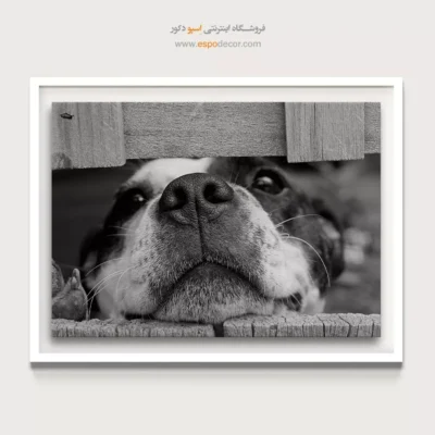 تابلو پرتره سگ سیاه و سفید - بوی کنجکاوی – تابلو سیاه و سفید - اسپو دکور