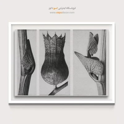 خرید اینترنتی تابلو بوم - گیاه‌شناسی – تابلو سیاه و سفید - اسپو دکور