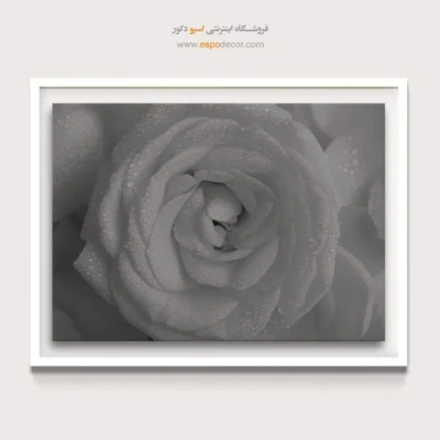 هدیه ولنتاین - رز شبنم ‌زده – تابلو سیاه و سفید - اسپو دکور