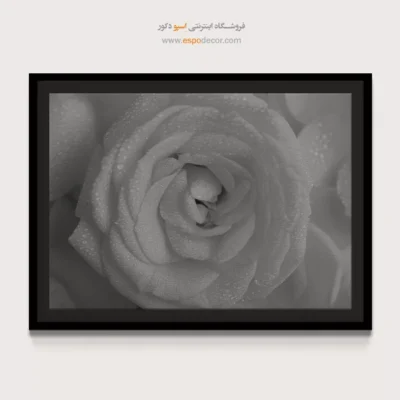 هدیه ولنتاین - رز شبنم ‌زده – تابلو سیاه و سفید - اسپو دکور
