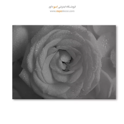 هدیه ولنتاین - رز شبنم ‌زده – تابلو سیاه و سفید - اسپو دکور