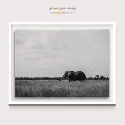 خرید تابلو حیوانات آفریقا - تنها در ساوانا – تابلو سیاه و سفید - اسپو دکور