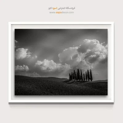 تابلو بوم درختان سرو - توسکانی – تابلو سیاه و سفید - اسپو دکور