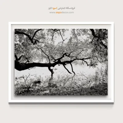 تابلو طبیعت مدرن - کهنسال – تابلو سیاه و سفید - اسپو دکور
