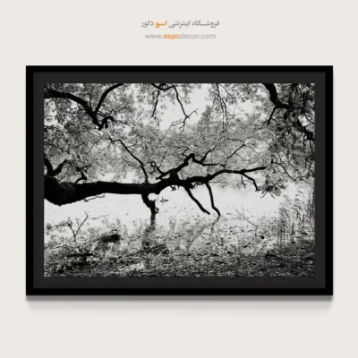 تابلو طبیعت مدرن - کهنسال – تابلو سیاه و سفید - اسپو دکور