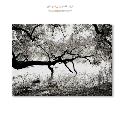 تابلو طبیعت مدرن - کهنسال – تابلو سیاه و سفید - اسپو دکور