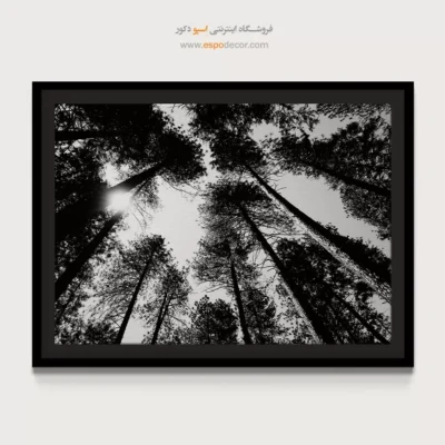 تابلو جنگل کاج - سقف طبیعت – تابلو سیاه و سفید - اسپو دکور