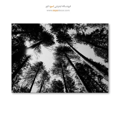 تابلو جنگل کاج - سقف طبیعت – تابلو سیاه و سفید - اسپو دکور