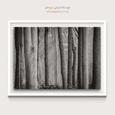 تابلو برای پذیرایی - جنگل راش – تابلو سیاه و سفید - اسپو دکور