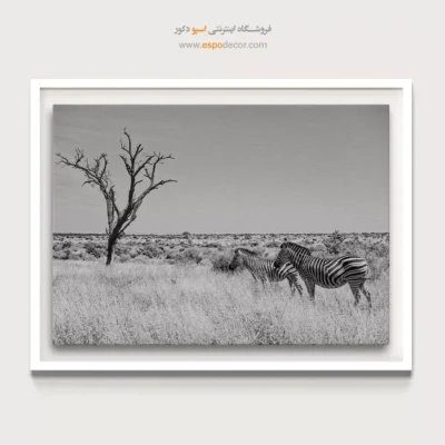 تابلو گورخر - همراهان ساوانا – تابلو سیاه و سفید - اسپو دکور