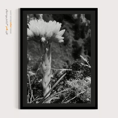 تابلو گل - دراماتیک – تابلو سیاه و سفید - اسپو دکور