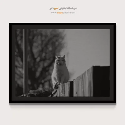 تابلو گربه سیاه و سفید - نگاهبان حصار – تابلو سیاه و سفید - اسپو دکور