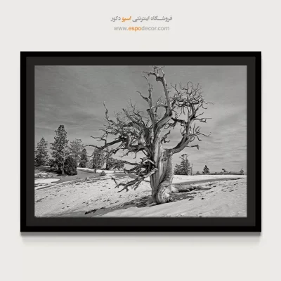 خرید تابلو بوم مینیمال هدیه - استاد استقامت – تابلو سیاه و سفید - اسپو دکور