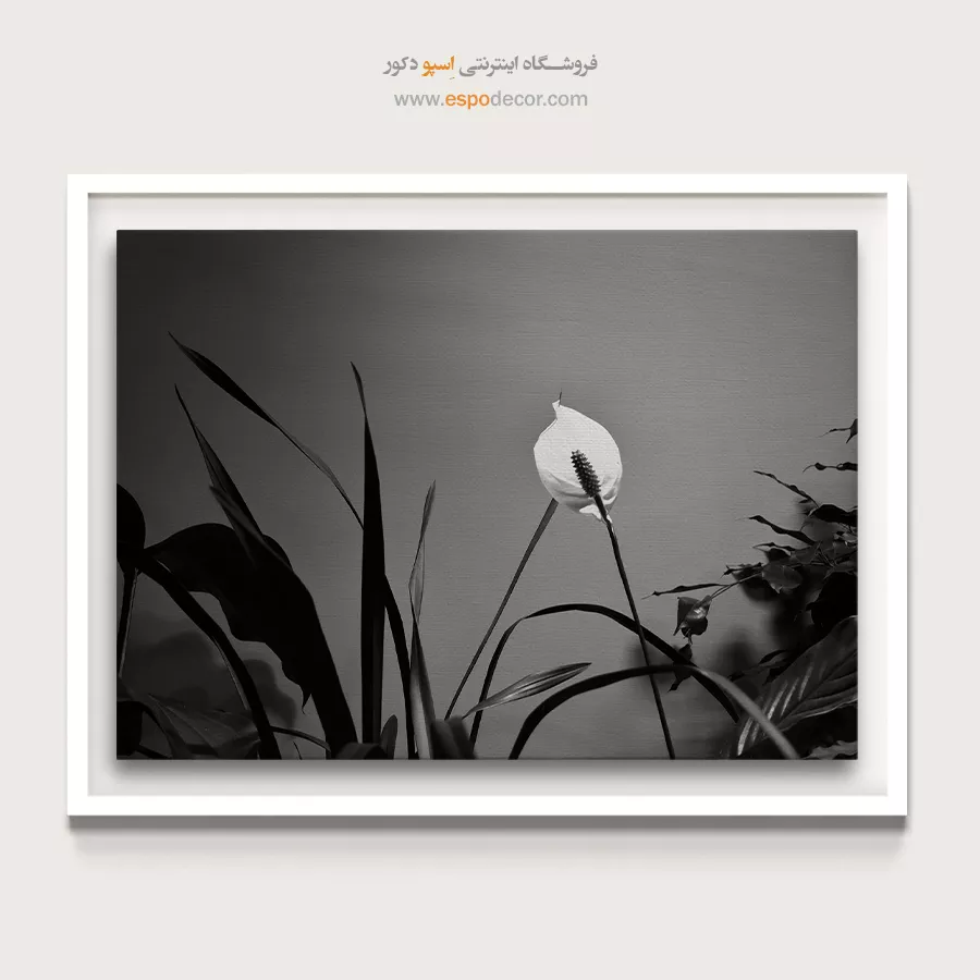 تابلو بوم سیاه و سفید زیبا - درخشش صلح – تابلو سیاه و سفید - اسپو دکور