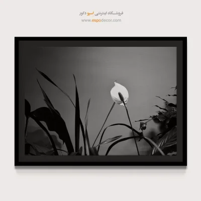 تابلو بوم سیاه و سفید زیبا - درخشش صلح – تابلو سیاه و سفید - اسپو دکور
