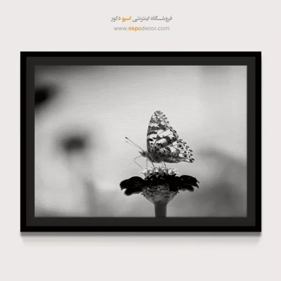 تابلو پروانه سیاه و سفید - ظرافت – تابلو سیاه و سفید - اسپو دکور