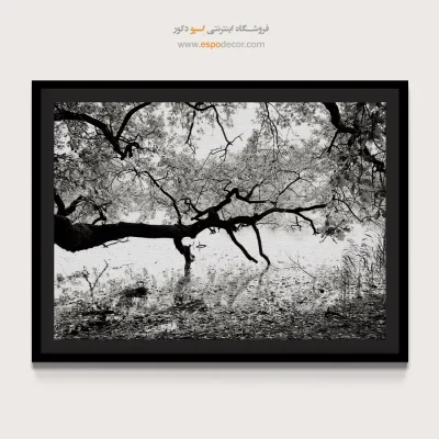 تابلو طبیعت مدرن - کهنسال – تابلو سیاه و سفید - اسپو دکور