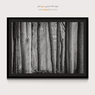 تابلو برای پذیرایی - جنگل راش – تابلو سیاه و سفید - اسپو دکور