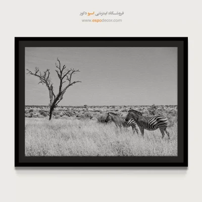 تابلو گورخر - همراهان ساوانا – تابلو سیاه و سفید - اسپو دکور