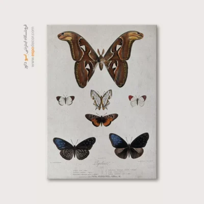 تابلو پروانه - اسپو دکور