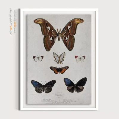 تابلو پروانه - اسپو دکور