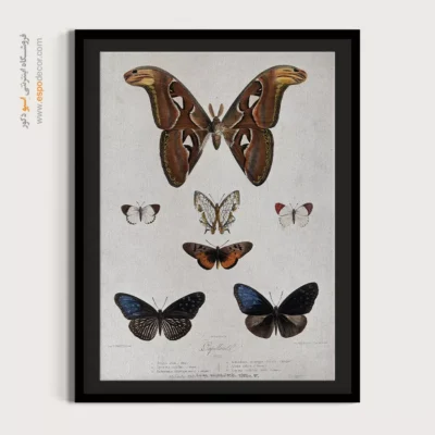 تابلو پروانه - اسپو دکور