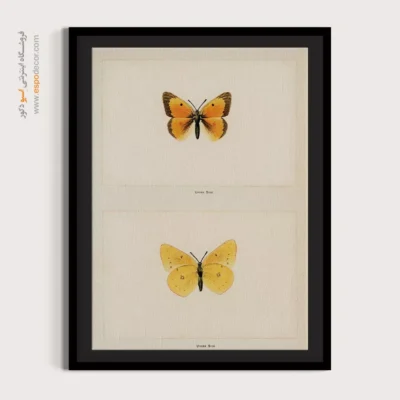 تابلو پروانه - اسپو دکور
