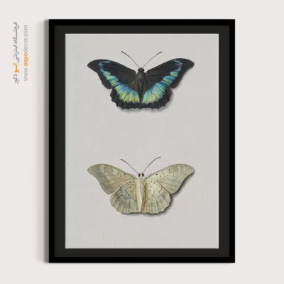تابلو پروانه - اسپو دکور