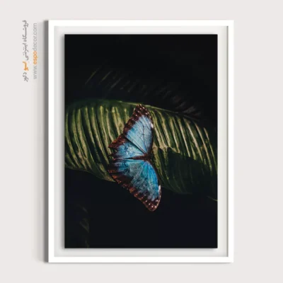 تابلو پروانه - اسپو دکور