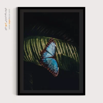 تابلو پروانه - اسپو دکور
