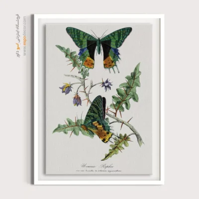 تابلو پروانه - اسپو دکور