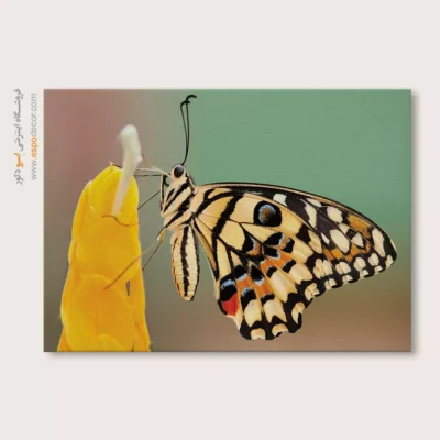 تابلو پروانه - اسپو دکور