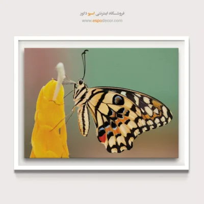 تابلو پروانه - اسپو دکور