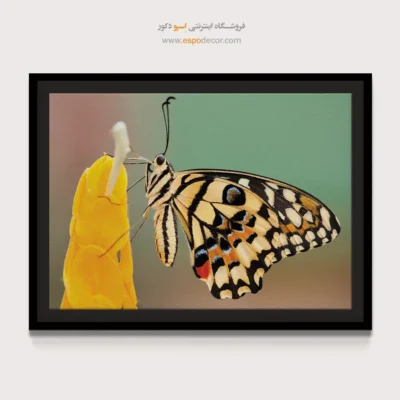 تابلو پروانه - اسپو دکور