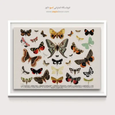 تابلو پروانه - اسپو دکور